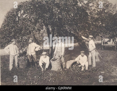 BASA 237K 1 361 22 hinter der Westfront. Deutsche Soldaten in der Obsternte zu sammeln. Stockfoto