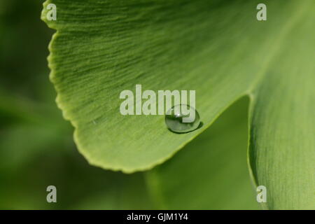 Wassertropfen auf Ginkgo-Blatt Stockfoto