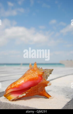 tierische Strand Meer Stockfoto