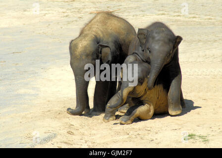 Säugetier Elefant Elefanten Stockfoto