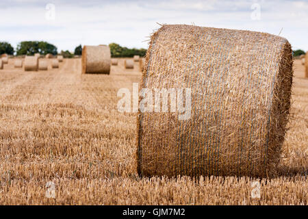 Runde Heuballen im Sommer. Oxfordshire, England, GB, UK. Stockfoto