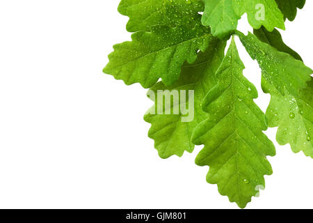 Eiche Baum jung Stockfoto