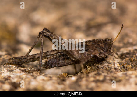 Schlanke Groundhopper (Tetrix Subulata) Erwachsene. Heuschrecke-ähnliches Insekt in Reihenfolge Orthopteren mit Flügeln, die über Bauch Stockfoto