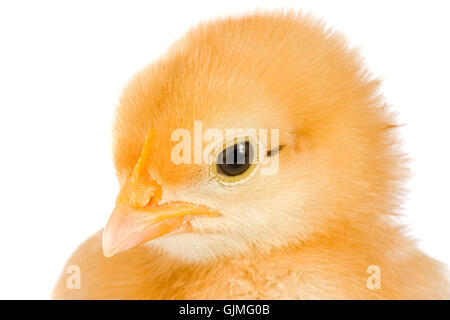 kleinen winzigen Stockfoto