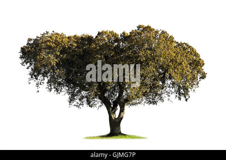 isolierte Baum Eiche Stockfoto