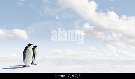 tierische Pinguin Tierwelt Stockfoto