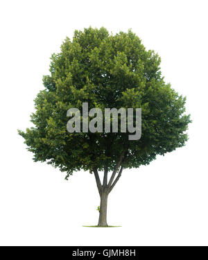 isolierte Baum Blatt Stockfoto