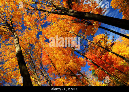 Baum Bäume Blätter Stockfoto