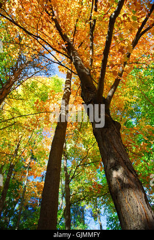 Baum Bäume Blätter Stockfoto