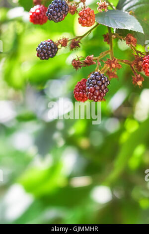 Brombeeren wachsen in der Natur. Unscharfen Hintergrund mit allerlei Textfreiraum Stockfoto