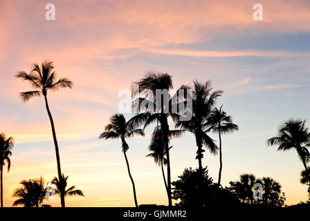 Sonnenuntergang-Amerika-Palme Stockfoto