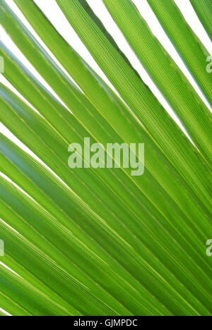 Palm Leaf Makro Stockfoto