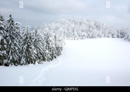 Baum Winterschnee Stockfoto