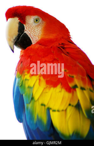 amerikanischer Vogel Papageien Stockfoto