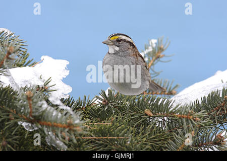 Winterschnee Vogel Stockfoto