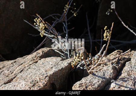 Eastern Poison Ivy im blattlosen Winter Zustand, mit weißen Beeren. Mount Desert Island, Maine. Stockfoto