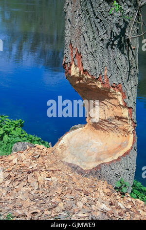 Holz Baumstamm Stockfoto