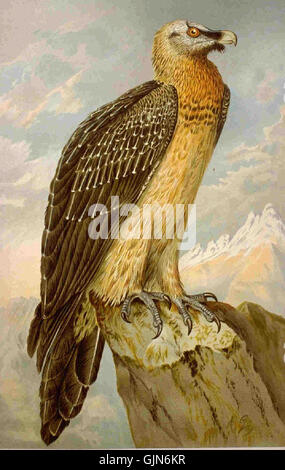 Diese detaillierte Abbildung von Naumann zeigt den Gypaetus barbatus, auch Bartgeier genannt. Das Kunstwerk ist eine genaue Untersuchung der physischen Merkmale und des Lebensraums des Vogels. Stockfoto