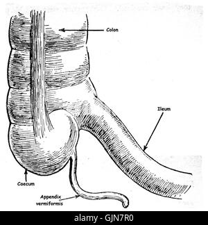 Dieses Bild mit der Bezeichnung „Ileum caecum Colon“ zeigt eine detaillierte anatomische Ansicht des menschlichen Verdauungssystems mit Schwerpunkt auf den Ileum-, Cecum- und Kolonregionen, wesentliche Bestandteile der menschlichen Physiologie und medizinischen Studien. Stockfoto