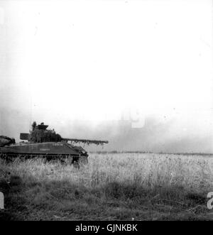 Sherman Firefly im Feld Stockfoto