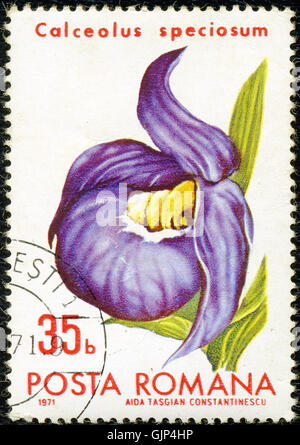 Diese botanische Illustration von „Calceolus speciosum“ aus dem Jahr 1971 zeigt eine detaillierte Darstellung der seltenen Orchideenarten. Das Stück fängt seine zarten Merkmale und lebendigen Farben ein und unterstreicht seine wissenschaftliche und künstlerische Bedeutung. Stockfoto