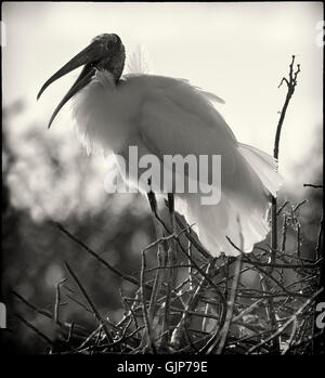 Eine Erwachsene Holz Storch scoping aus dem Teich Apfel Baum Insel für ein Nest sanft Hintergrundbeleuchtung von der Morgensonne. Stockfoto