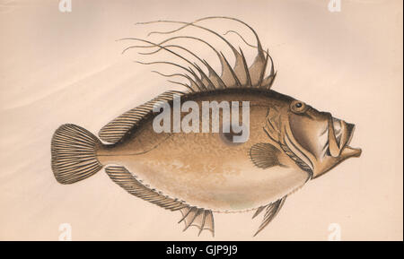 JOHN DORY. Zeus Faber, Saint-Pierre-Jean Doré. COUCH, antike print 1862 Stockfoto