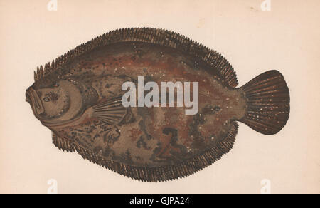 BRILL. Scophthalmus Rhombus, Griet, Rombo, Lugaleef, Barbue. COUCH, print-1862 Stockfoto
