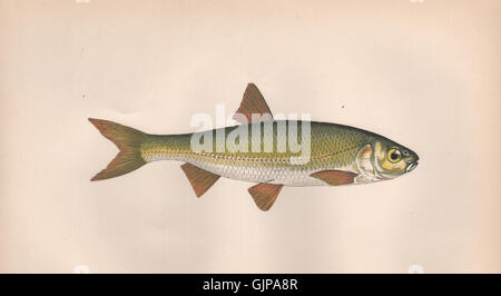 FILM. Leuciscus Leuciscus, Dace. COUCH, antike print 1862 Stockfoto