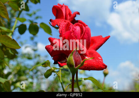 Rose blüht eine scharlachrote Gartenpflanze, einen Garten, gegen, blau, Tau, Flora, Blumen, rot, Rosen, Scharlach, den Himmel mit Tröpfchen Stockfoto