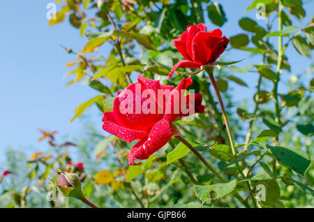 Rose blüht eine scharlachrote Gartenpflanze, einen Garten, gegen, blau, Tau, Flora, Blumen, rot, Rosen, Scharlach, den Himmel mit Tröpfchen Stockfoto