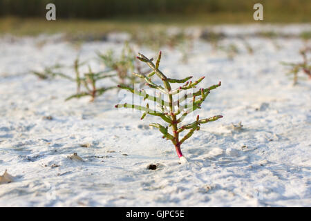 Makro Salicornia Europaea, Salz Steppe Pflanze, gemeinsame Queller, halophilen Stockfoto