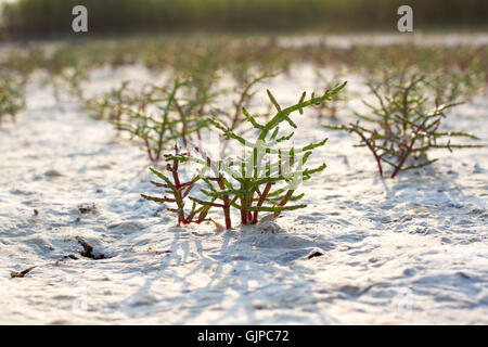 Makro Salicornia Europaea, Salz Steppe Pflanze, gemeinsame Queller, halophilen Stockfoto