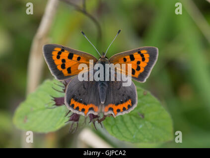 Kleine Kupfer Schmetterling (Lycaena Phlaeas) mit offenen Flügeln in Hampshire, England Stockfoto