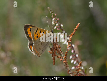 Kleine Kupfer Schmetterling (Lycaena Phlaeas) ruht auf Heather in Surrey, England Stockfoto