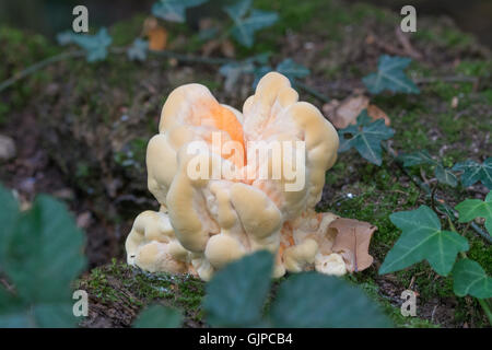 Huhn auf den Wald Pilze (Laetiporus sulfureus) in Wäldern in England Großbritannien Stockfoto
