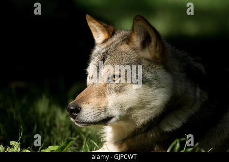 Europäischer Grauwolf (Canis Lupus) Stockfoto