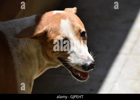 Indische Straße Hund Stockfoto