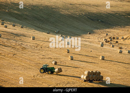 Ernte im South Downs National Park in East Sussex, England. Stockfoto