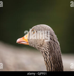Schuss in den Kopf von einem grauen Gans auf der Suche von der Kamera entfernt lag und an der Spitze mit einem einfachen grünen Hintergrund isoliert Stockfoto
