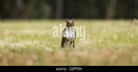 Grauhörnchen stehend im Rasen Blick geradeaus in die Kamera. Eichhörnchen ist in der Mitte. Links und rechts isoliert Stockfoto