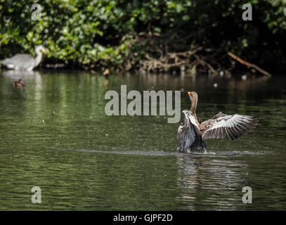 Graue Verzögerung Gans mit seinen Flügeln flattern an einem See mit einem Graureiher in der Ferne Stockfoto