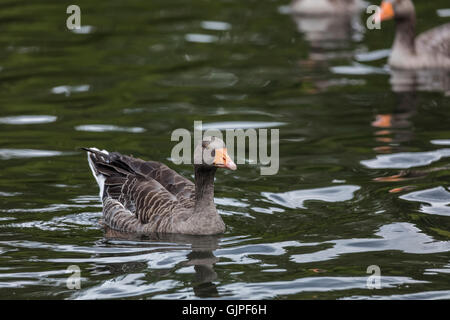 Graue Verzögerung Gans an einem See schwimmen Stockfoto