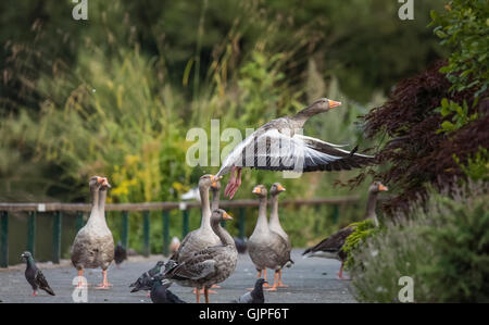 Graue Verzögerung Gans im Flug als es fliegt über eine Hecke. Anderen grauen Verzögerung Gänse auf eine Pfad-Uhr Stockfoto