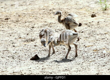 Drei Juvenile südamerikanischen größere Nandus oder Ñandús (Rhea Americana). Stockfoto