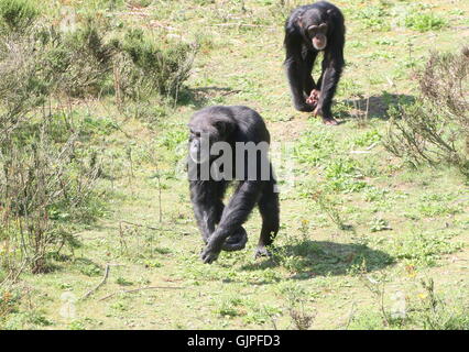 Männliche gemeinsame Schimpansen (Pan Troglodytes) zu Fuß in Richtung der Kamera, je jünger man Anschluss an das dominante Männchen Stockfoto
