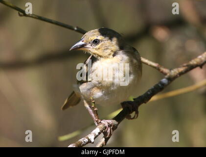 Weibliche afrikanische Black-headed Webervogel (Ploceus Melanocephalus), auch gelb-backed Weber Stockfoto