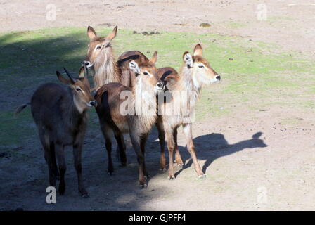 Kleine Gruppe von afrikanischen Ellipsen-Wasserböcke (Kobus Ellipsiprymnus Ellipsiprymnus) Stockfoto