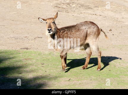 Weibliche afrikanische Ellipsen Wasserbock (Kobus Ellipsiprymnus Ellipsiprymnus) Stockfoto