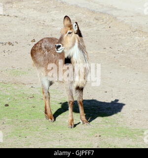 Weibliche afrikanische Ellipsen Wasserbock (Kobus Ellipsiprymnus Ellipsiprymnus) Stockfoto